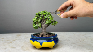 bonsai tree